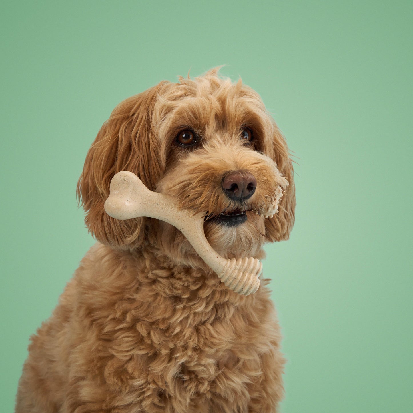 BetterBone MEDIUM -Durable, All-Natural No Nylon Sustainable