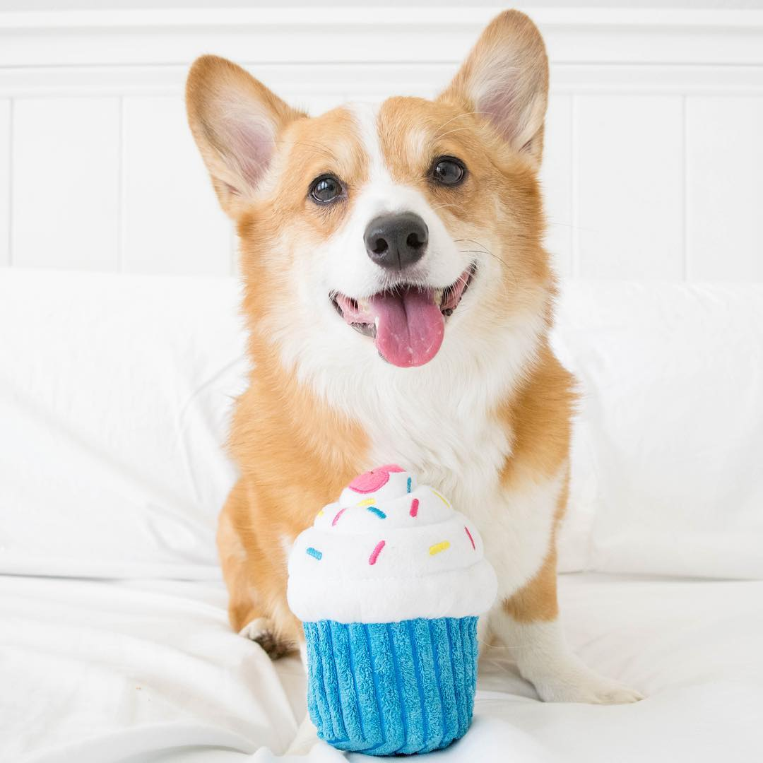 Cupcake - Blue - Dog Toy