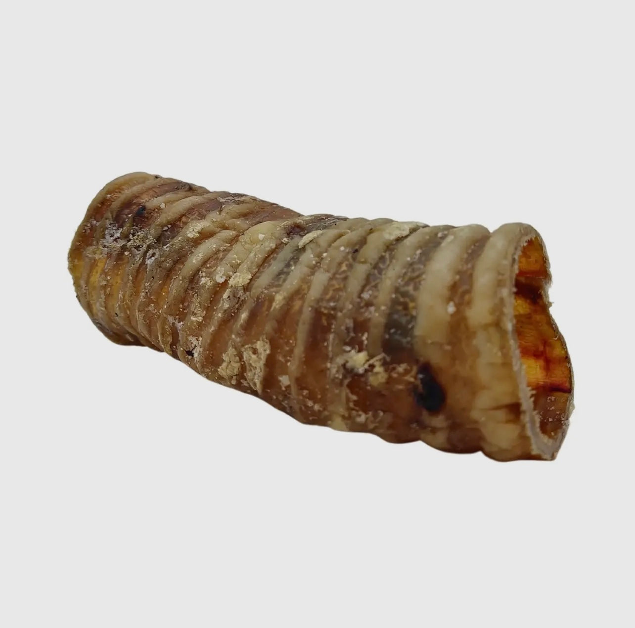 6 in. Beef Trachea
