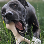 BetterBone HARD -Durable, All-Natural, No Nylon, Sustainable