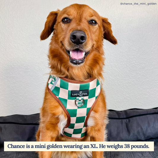 The You're a Square No-Pull Harness