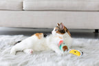 Taco Cat Toys, Set of 2