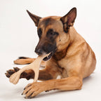 BetterBone MEDIUM -Durable, All-Natural No Nylon Sustainable